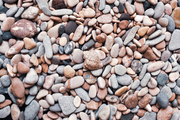 Multicolored colorful sea pebbles with shell, natural background, texture.Close-up texture of colorful sea pebble with shell . Small Rock. Sea background