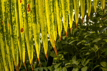 detail of palm tree leaves