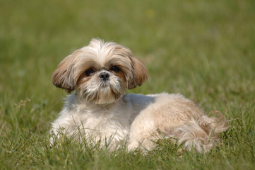 Shih Tzu