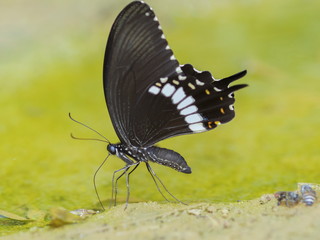 Papilio polytes, the common Mormon (Papilio polytes romulus) feeding on the ground with green nature blurred background.