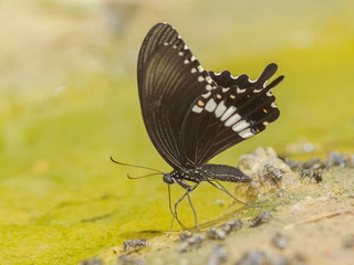 Papilio polytes, the common Mormon (Papilio polytes romulus) feeding on the ground with green nature blurred background.
