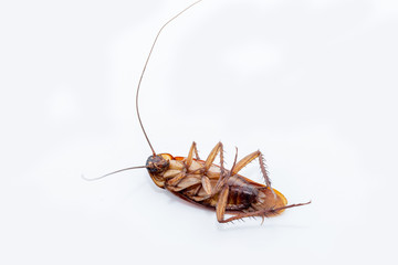 Brazilian cockroach killed on white background. Dead insect photograph in high resolution. Insect and common pest of Brazil.