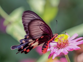 Common Rose Butterfly (Pachliopta aristolochiae asteris) feeding yellow nectar flower with green nature blurred background.