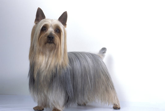 Silky Terrier