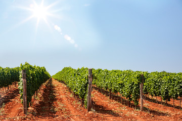 Naklejka premium Sunny vineyard and the beautiful blue sky and sunshine