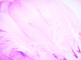 Beautiful textures abstract color white purple and pink feathers background and wallpaper