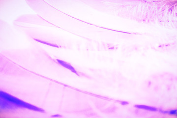 Beautiful textures abstract color white purple and pink feathers background and wallpaper
