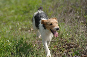 Fox Terrier