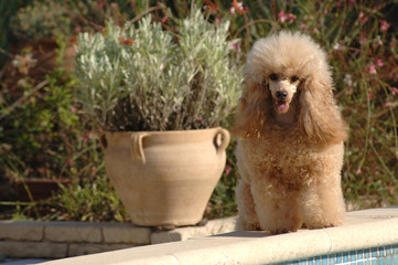Poodle