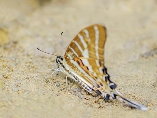 Graphium nomius, the spot swordtai butterfly feeding on the ground with nature blurred background., in South and Southeast Asia that belongs to the swallowtail family.