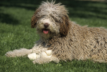 Spanish Waterdog