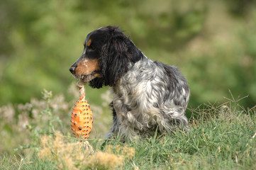 English Cocker Spaniel