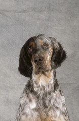 English Setter