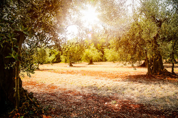 A beautiful olive garden in the sunshine view