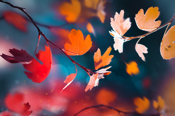 Bright  autumn summer natural background. Red and yellow leaves  in the autumn forest. Magical...