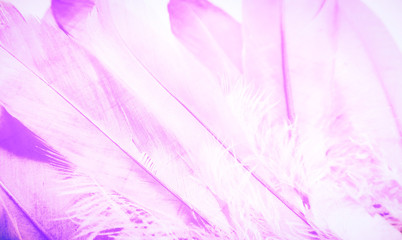 Fototapeta na wymiar Beautiful textures abstract color white purple and pink feathers background and wallpaper