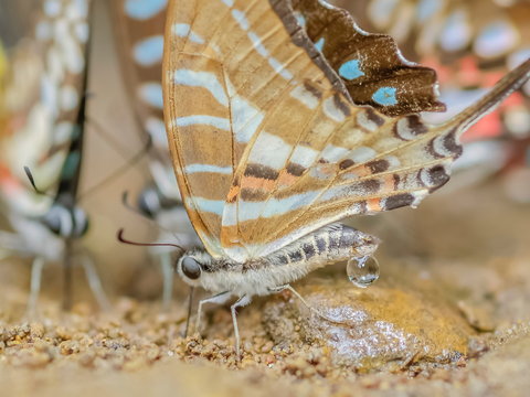 Graphium nomius, the spot swordtai butterfly feeding on the ground with nature blurred background., in South and Southeast Asia that belongs to the swallowtail family.