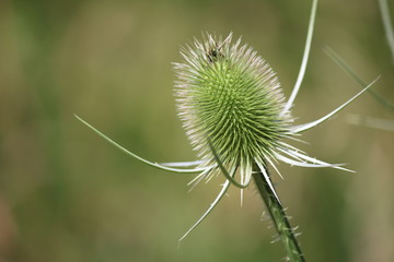 Obraz premium distel 2