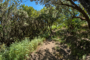 Relict forest on the slopes of the mountain range of the Garajonay National Park. Giant Laurels and Tree Heather along narrow winding paths. Paradise for hiking. Fish eye lens. La Gomera, Spain.