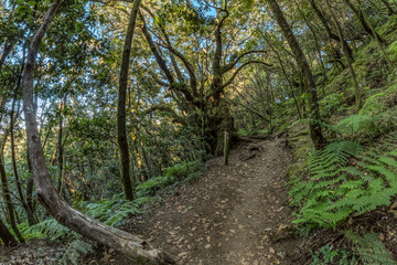 Fototapeta na wymiar Relict forest on the slopes of the mountain range of the Garajonay National Park. Giant Laurels and Tree Heather along narrow winding paths. Paradise for hiking. Fish eye lens. La Gomera, Spain.