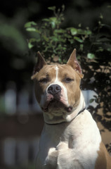 American Staffordshire Terrier