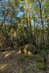 Relict forest on the mountain range of the Garajonay National Park. Giant Laurels and Tree Heather along narrow winding paths. Paradise for hiking. Vertical. La Gomera, Spain.