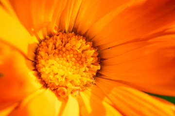 Extreme close-up on a Calendula flower (Marigold)