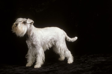 Dwarf Schnauzer