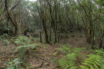 Relict forest on the slopes of the mountain range of the Garajonay National Park. Giant Laurels and Tree Heather along narrow winding paths. Paradise for hiking. Fish eye lens. La Gomera, Spain.