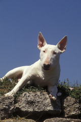 Obraz premium English Bull Terrier
