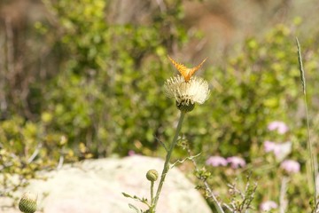 butterfly on thistle