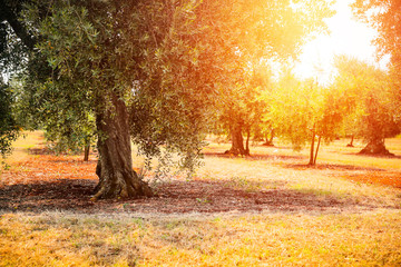 Fototapeta na wymiar A beautiful olive garden in the sunshine view