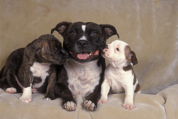 Staffordshire Bull Terrier