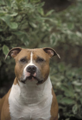 American Staffordshire Terrier