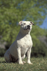 Staffordshire Bull Terrier