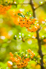 Pyracantha yellow berries on the branches. Firethorn (Pyracantha coccinea) berries on blurred background. Ripe fruits in the autumn garden