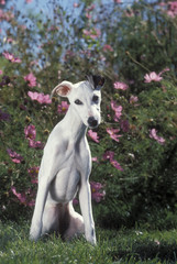 Whippet
