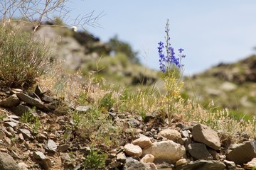 blue flower on hill