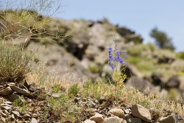 blue flowers on a rock