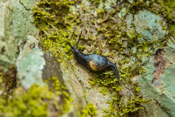 Close up selective focus. A huge snail crawling on a wet stone slope covered with colored lichen. Relict forest on the slopes of the oldest Anaga Natural Park on Tenerife. Paradise for hiking. Canary