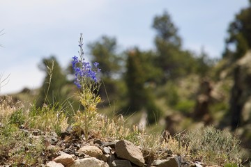 wild flowers in the mountains