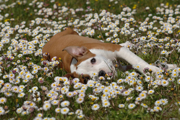 American Staffordshire Terrier