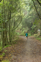 Fototapeta premium A young traveler in the relic forest. Slopes of the ancient Anaga mountain range on the island of Tenerife. Giant laurels and heather tree along narrow winding paths. Paradise for hiking. Canary.