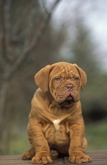 French Mastiff