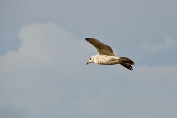 seagull in flight