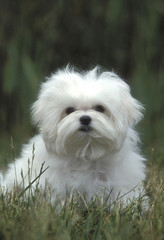 Maltese