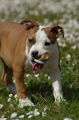 American Staffordshire Terrier