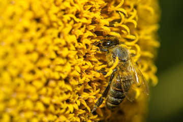 Macro view of honeybee pollinating sunflower seeds