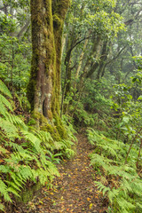 Relict forest on the slopes of the oldest mountain range of the island of Tenerife. Giant Laurels and Tree Heather along narrow winding paths. Paradise for hiking. Vertical frame. Canary Islands.