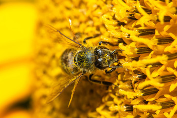 Macro view of honeybee pollinating sunflower seeds